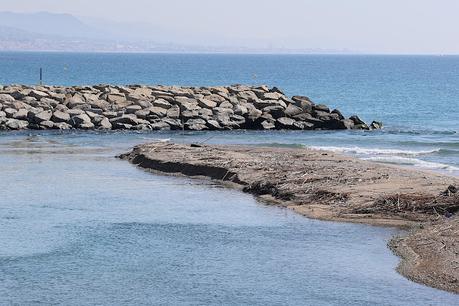 Más de 100 cigüeñuelas ya han pasado por la Desembocadura