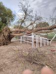 Fuertes vientos derriban decenas de árboles en la zona metropolitana de SLP