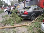Fuertes vientos derriban decenas de árboles en la zona metropolitana de SLP