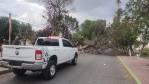 Fuertes vientos derriban decenas de árboles en la zona metropolitana de SLP