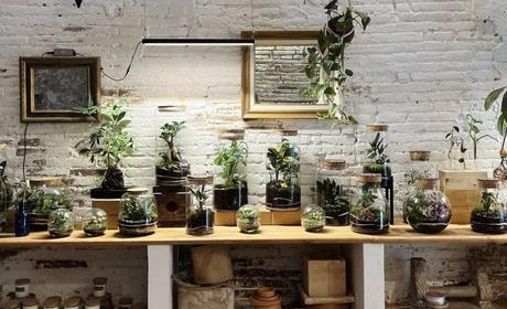 Abre Pop-up de Plantas de la tienda Fedra Barcelona