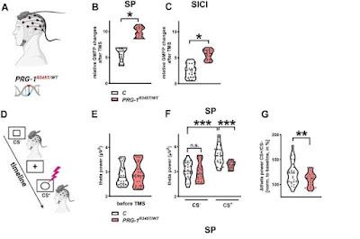 Los propios lípidos del cuerpo influyen en los trastornos mentales