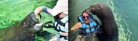 Alimentar Manaties Y Leones Marinos