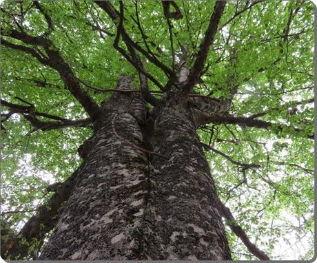 Un poco de pasta basta