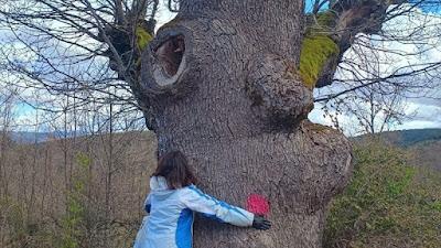 Salvemos a los Robles Centenarios de Tolbaños de Abajo.