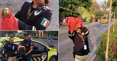 Rescate exitoso de un perico en riesgo en la av. Venustiano Carranza