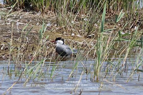 Fumarel Cariblanco de hybrida a hybridus