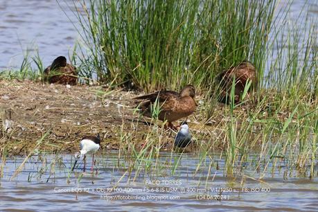 Fumarel Cariblanco de hybrida a hybridus
