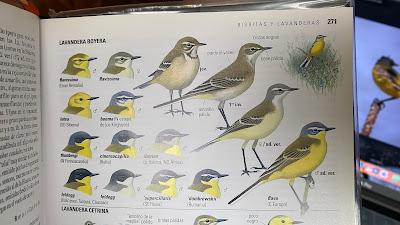 Lavandera boyera (ssp. cinereocapilla)