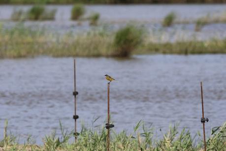 Lavandera boyera (ssp. cinereocapilla)