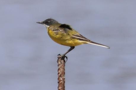 Lavandera boyera (ssp. cinereocapilla)