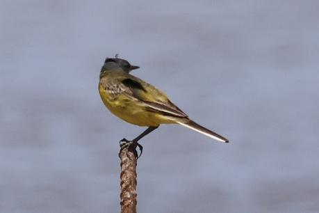 Lavandera boyera (ssp. cinereocapilla)