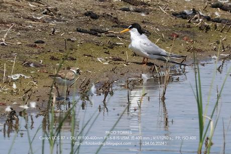 Charrancito común. Charrancito común.