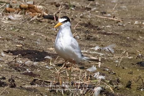 Charrancito común. Charrancito común.