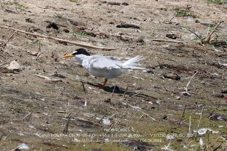 Charrancito común. Charrancito común.