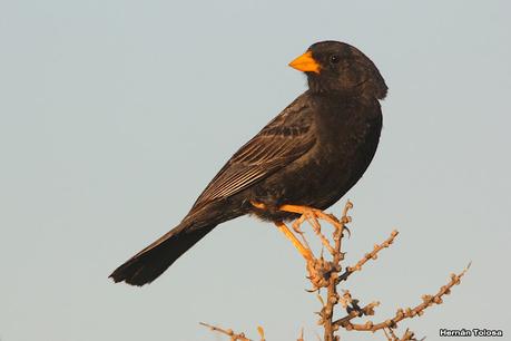 Faro Belén (diciembre 2022)