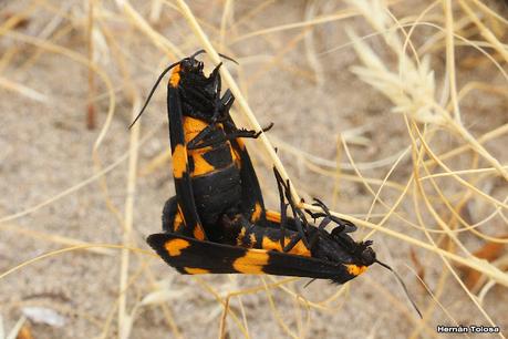 Faro Belén (diciembre 2022)