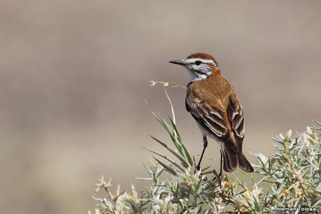 Faro Belén (diciembre 2022)