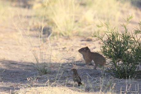 Faro Belén (diciembre 2022)