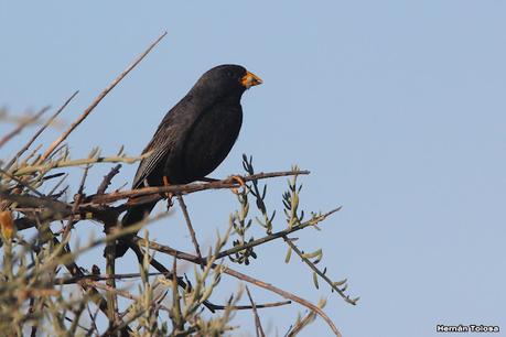 Faro Belén (diciembre 2022)