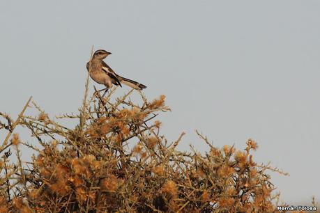 Faro Belén (diciembre 2022)