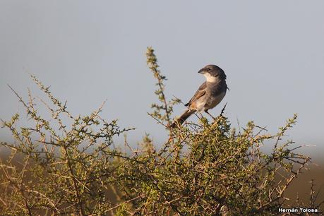 Faro Belén (diciembre 2022)