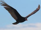 Faro Belén (diciembre 2022)