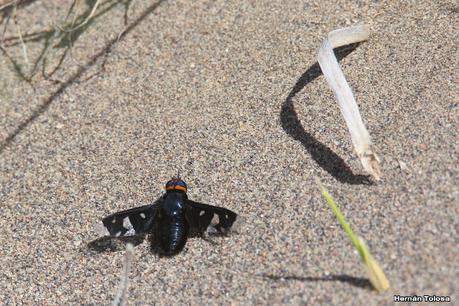 Faro Belén (diciembre 2022)