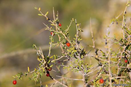 Faro Belén (diciembre 2022)