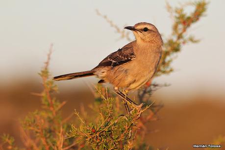 Faro Belén (diciembre 2022)