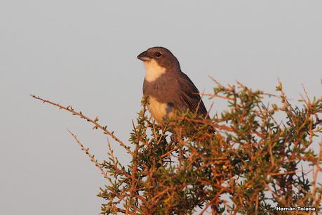 Faro Belén (diciembre 2022)