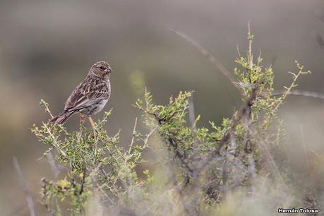 Faro Belén (diciembre 2022)
