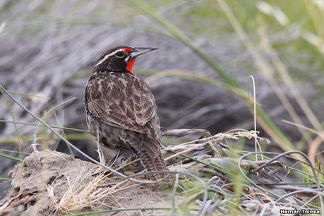 Faro Belén (diciembre 2022)