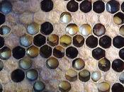 Breves comentarios sobre sanidad apícola.