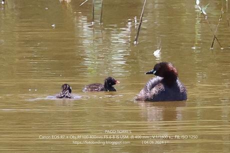 Zampullín con sus pollos