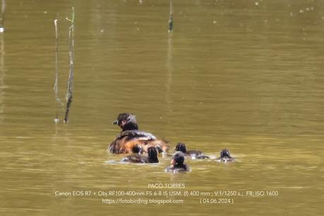 Zampullín con sus pollos