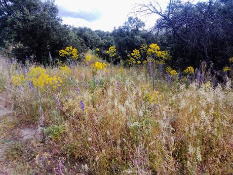 MONTE DEL PARDO, BOTÁNICA I