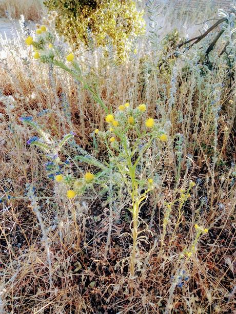 MONTE DEL PARDO, BOTÁNICA I