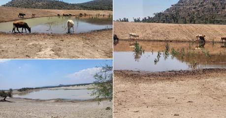 Gobierno de la Capital construye bordos de abrevadero para combatir la crisis hídrica