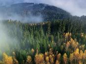 Capítulo XXI: bosque Ranfredos