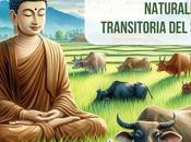 Gomaya Sutta: comprende naturaleza transitoria