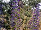 Monte pardo, botánica