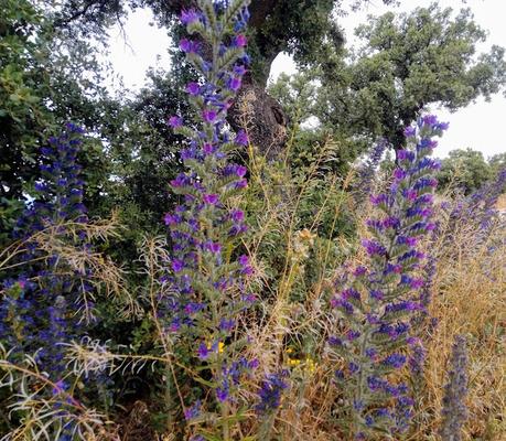 MONTE DEL PARDO, BOTÁNICA II MONTE DEL PARDO, BOTÁNICA II