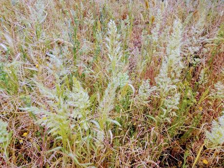 MONTE DEL PARDO, BOTÁNICA II MONTE DEL PARDO, BOTÁNICA II