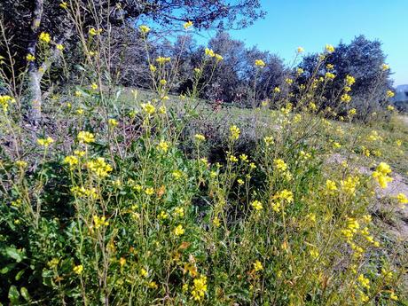 MONTE DEL PARDO, BOTÁNICA II MONTE DEL PARDO, BOTÁNICA II