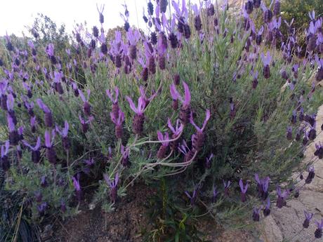 MONTE DEL PARDO, BOTÁNICA II MONTE DEL PARDO, BOTÁNICA II