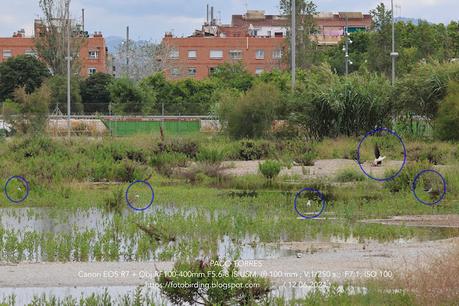 Cinco cigüeñuelas y una utopía en La Catalana Cinco cigüeñuelas y una utopía en La Catalana