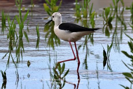 Cinco cigüeñuelas y una utopía en La Catalana Cinco cigüeñuelas y una utopía en La Catalana