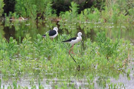 Cinco cigüeñuelas y una utopía en La Catalana Cinco cigüeñuelas y una utopía en La Catalana