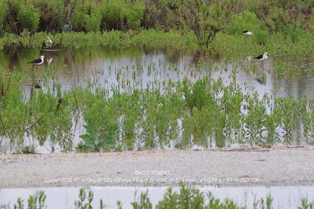 Cinco cigüeñuelas y una utopía en La Catalana Cinco cigüeñuelas y una utopía en La Catalana